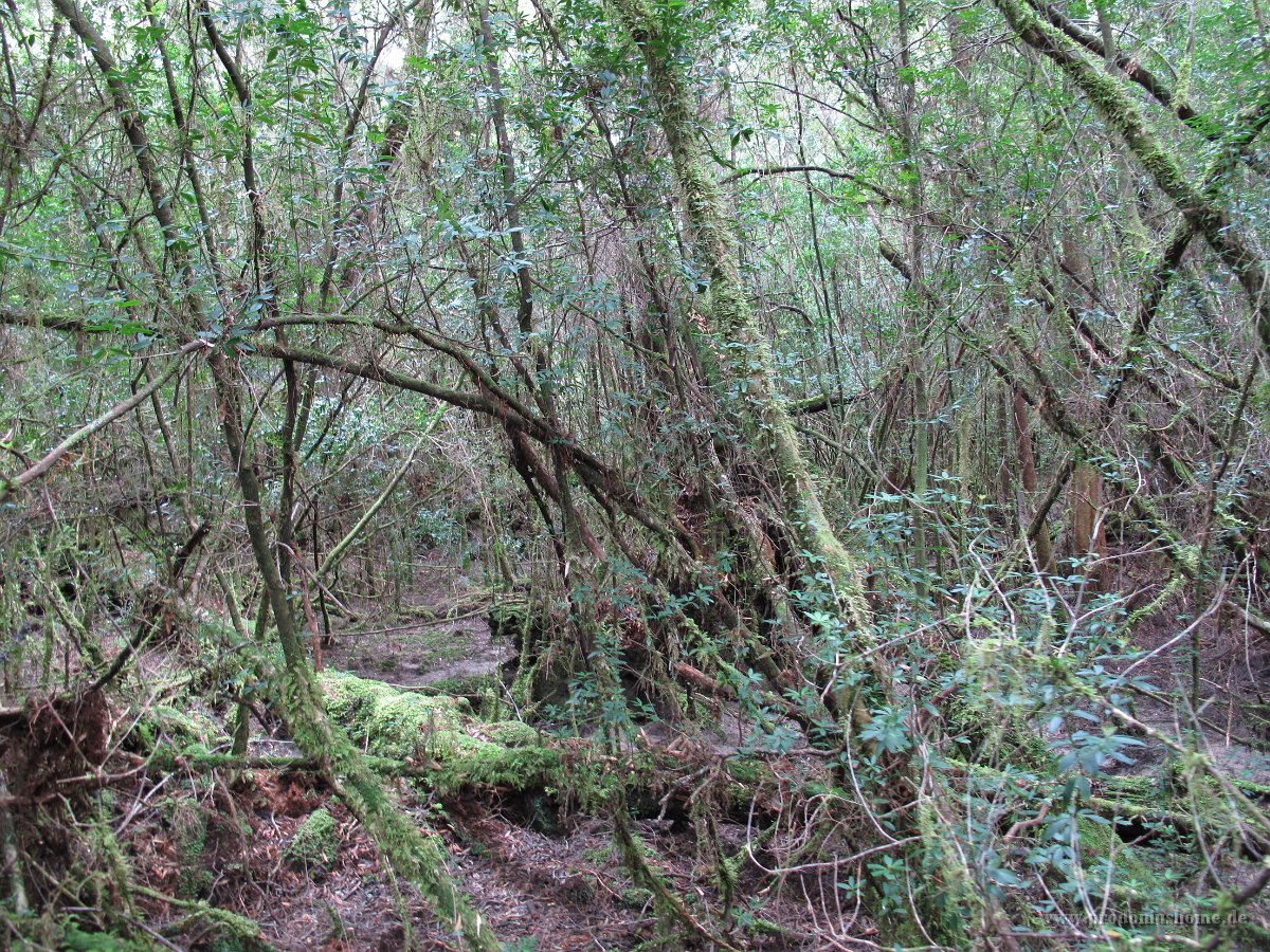 IMG 5268 - Cradle Mountain Nationalpark