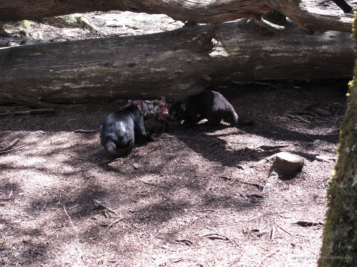 IMG 5371 - Cradle Mountain Nationalpark - Devil Sanctuary