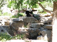 IMG 4135 - Adelaide - Zoo Panda