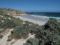 IMG 4273 - Kangoroo Island - Australische Seehunde