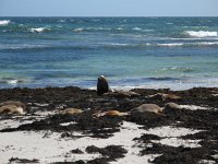 IMG 4295 - Kangoroo Island - Australische Seehunde