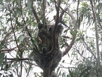 IMG 4480 - Koala