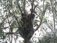 IMG_4480 - Koala.JPG