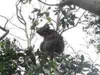 IMG_4485 - Koala.JPG