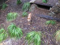 IMG_4684 - Healesville - Sancturary - Dingo.JPG