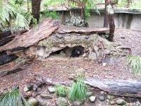 IMG 4686 - Healesville - Sancturary - Tasmanischer Teufel