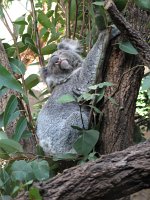 IMG 5134 - Sydney - Wildlife Koala