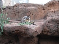 IMG 5139 - Sydney - Wildlife Kangoroo