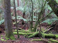IMG 5159 - Tasmanien - Weg zu den Russel Falls