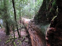 IMG_5169 - Tasmanien - Weg zu den Russel Falls.JPG