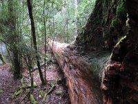 IMG 5169 - Tasmanien - Weg zu den Russel Falls