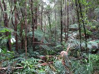 IMG 5181 - Tasmanien - Weg zu den Nelson Falls