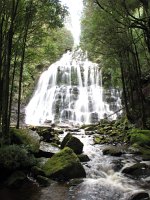 IMG 5185 - Tasmanien - Nelson Falls