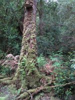 IMG 5266 - Cradle Mountain Nationalpark