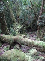 IMG 5267 - Cradle Mountain Nationalpark