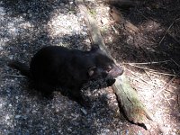 IMG 5351 - Cradle Mountain Nationalpark - Devil Sanctuary