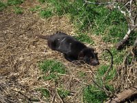 IMG_5374 - Cradle Mountain Nationalpark - Devil Sanctuary.JPG