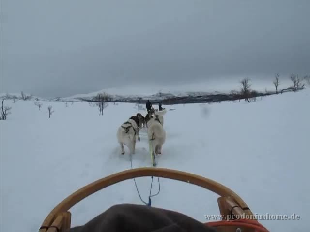 IMG 6082 - Tromsø - Schlittenhundfahrt