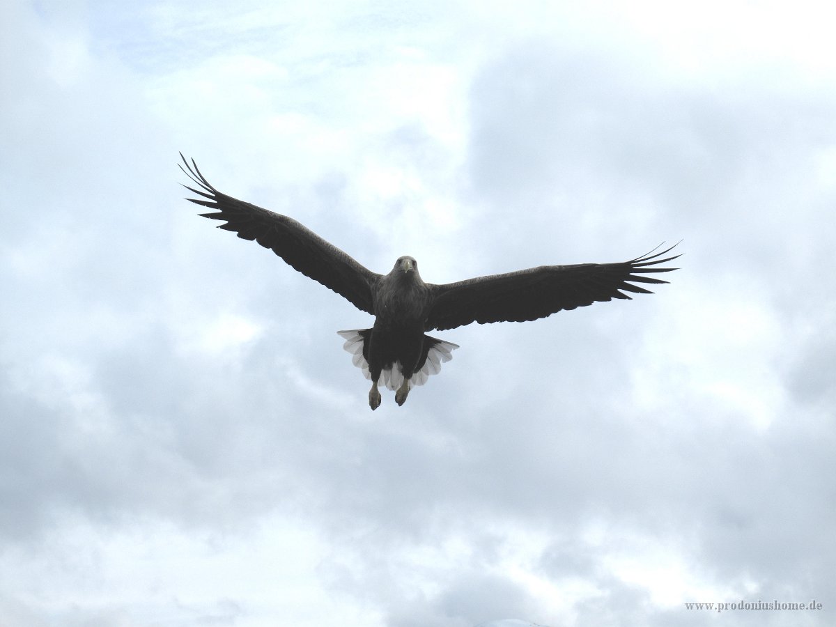 IMG 6753 - Seeadler Safari - Seeadler