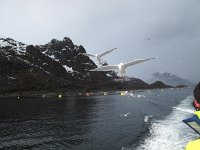 IMG_6760 - Seeadler Safari - Möwen.JPG