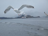 IMG_6770 - Seeadler Safari - Möwen.JPG