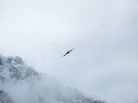 IMG 6783 - Seeadler Safari - Seeadler