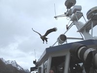 IMG 6798 - Seeadler Safari - Seeadler