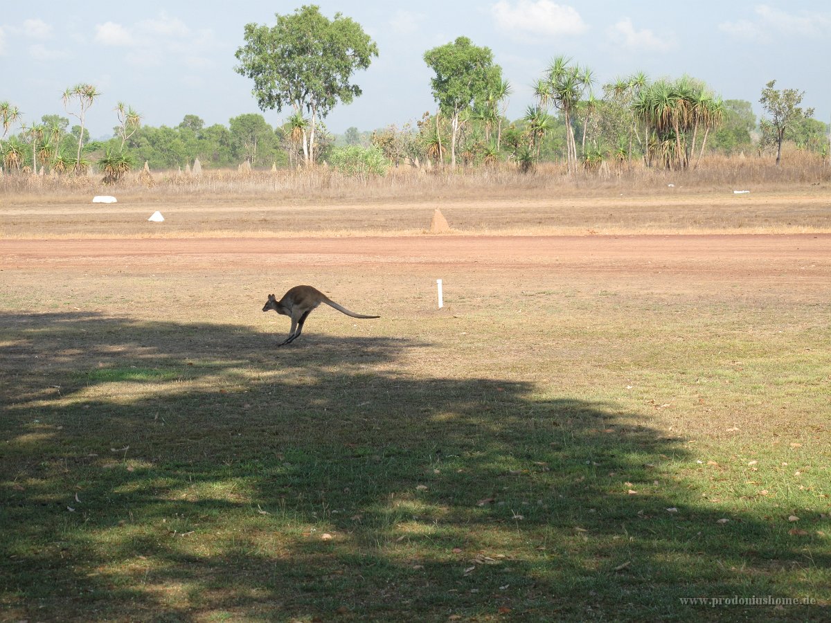 IMG 7499 - Wildman Wilderness Lodge - Wallaby