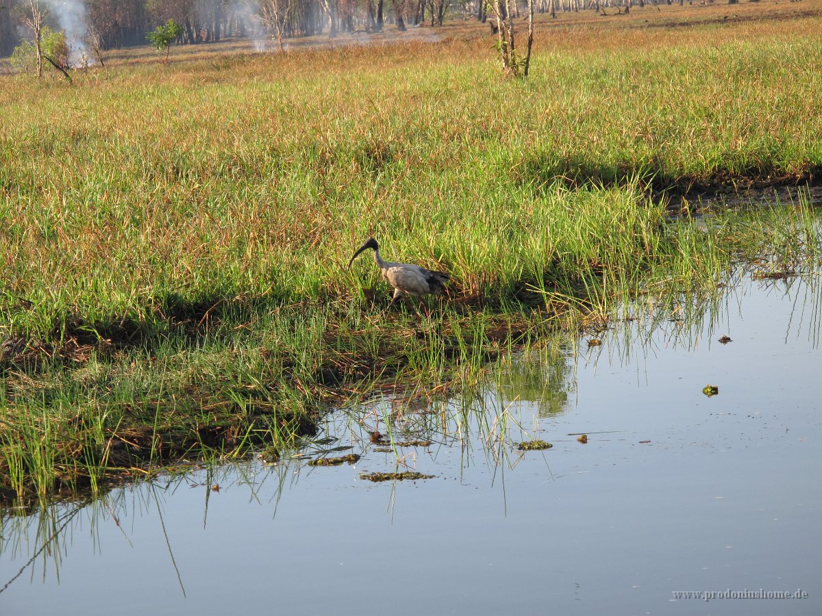 IMG 7711 - Cooinda Yellow Water - Ibis