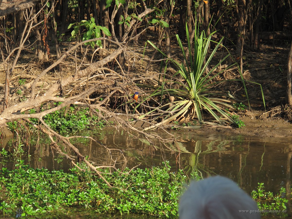 IMG 7757 - Cooinda Yellow Water - Azure Kingfisher