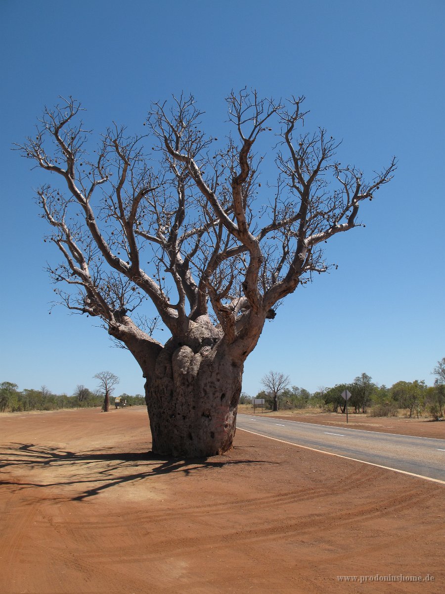 IMG 8180 - Boab Tree