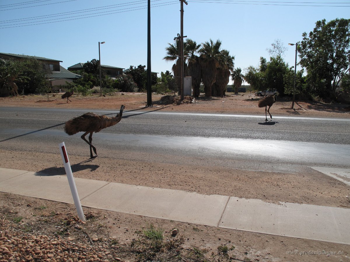 IMG 8752 - Exmouth - Emus