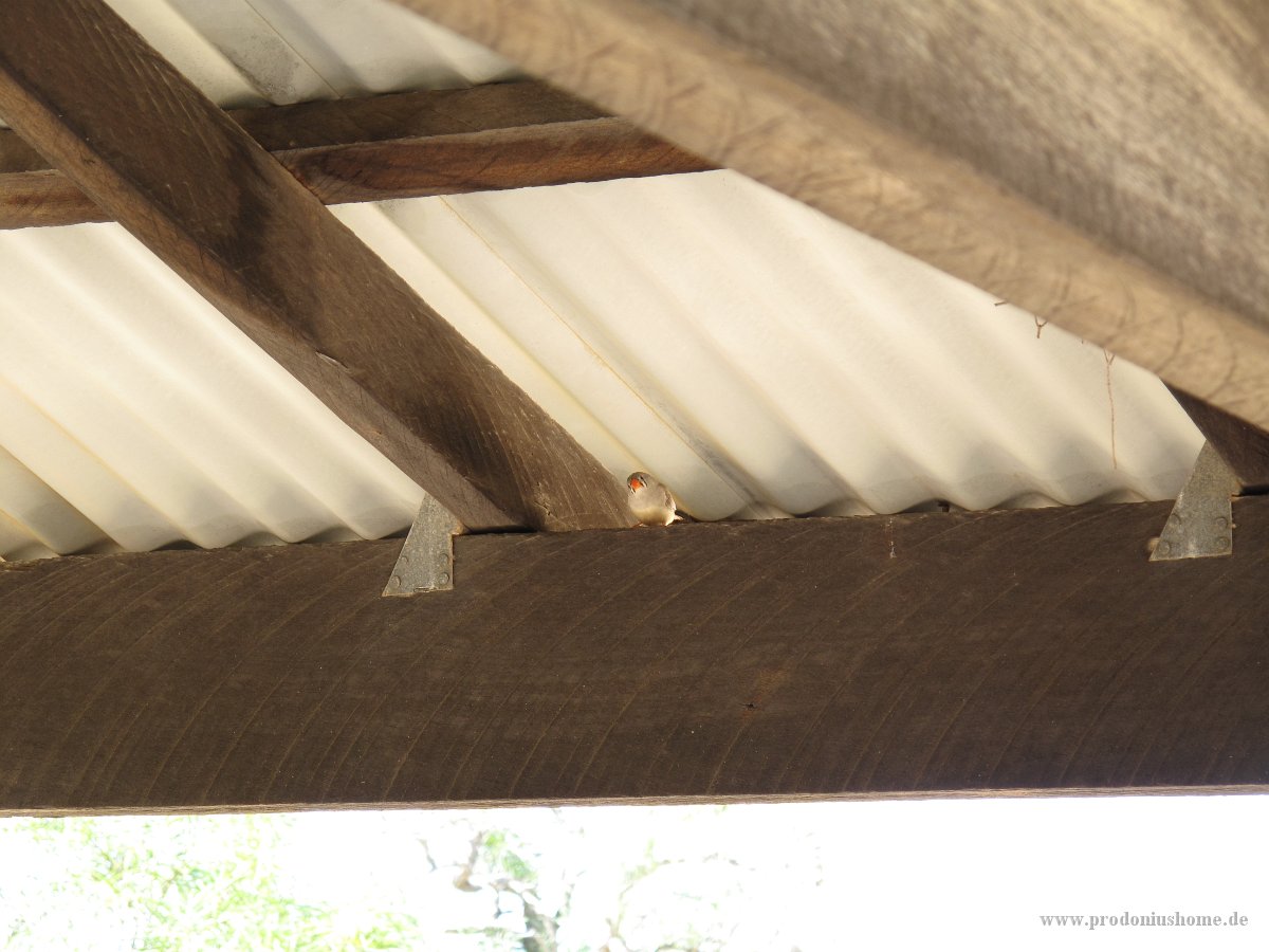 IMG 8792 - Hamelin - Zebra Finch