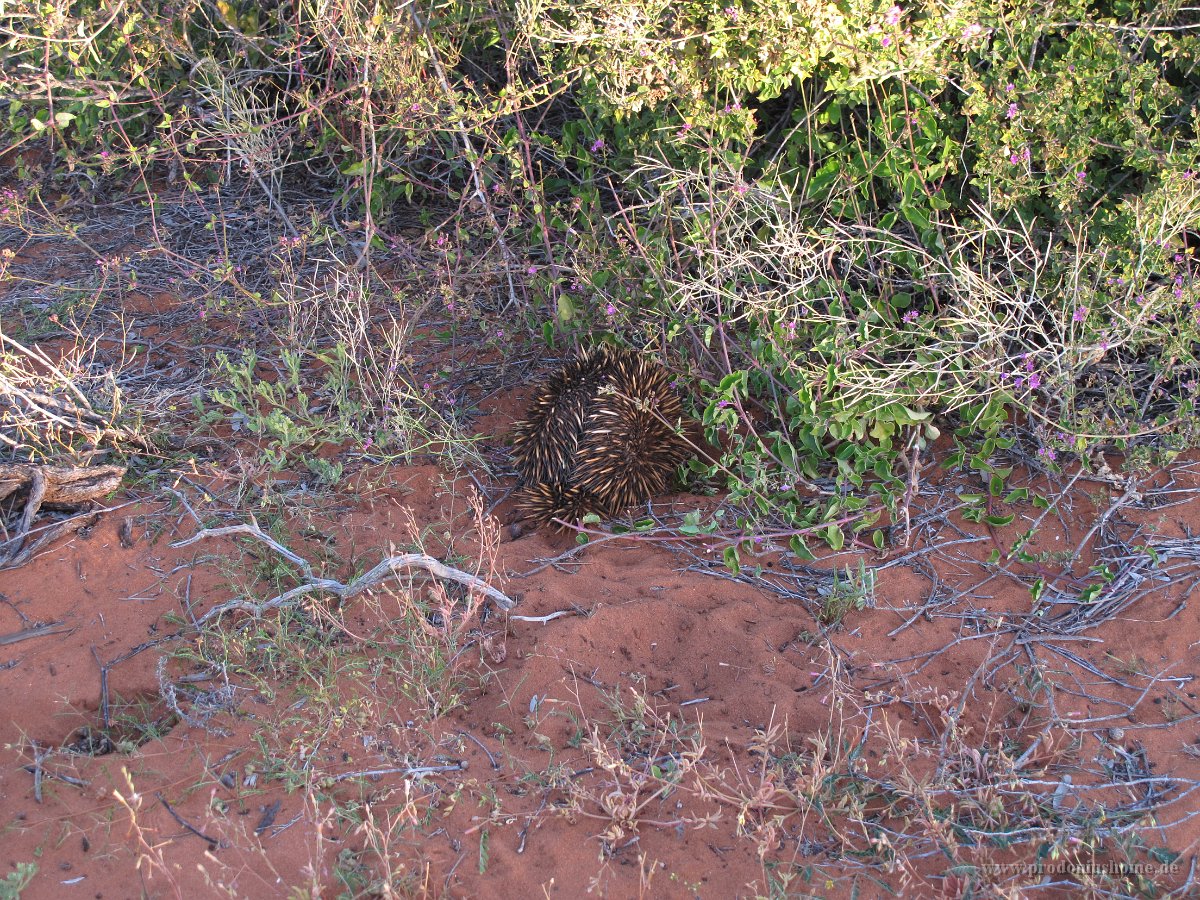 IMG 8831 - Monkey Mia - Echidna