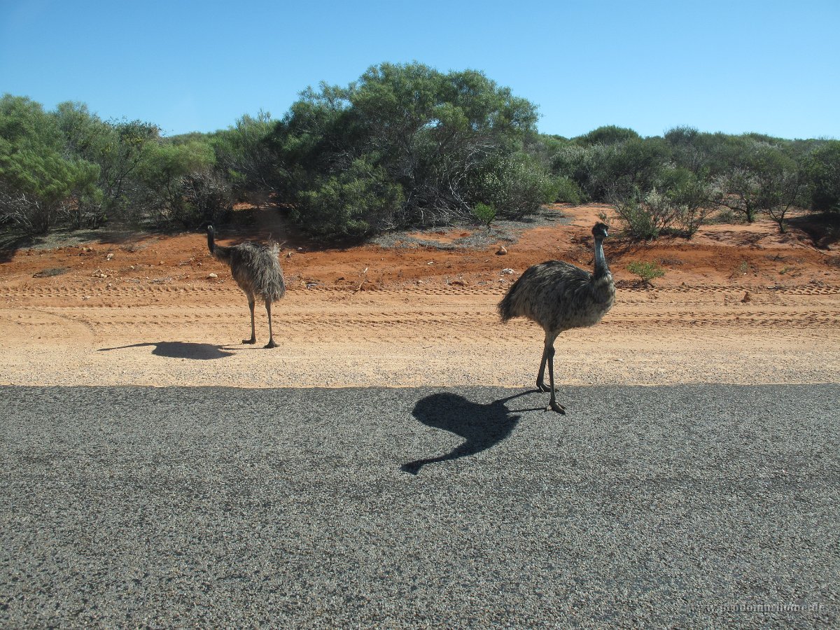 IMG 8959 - Emus