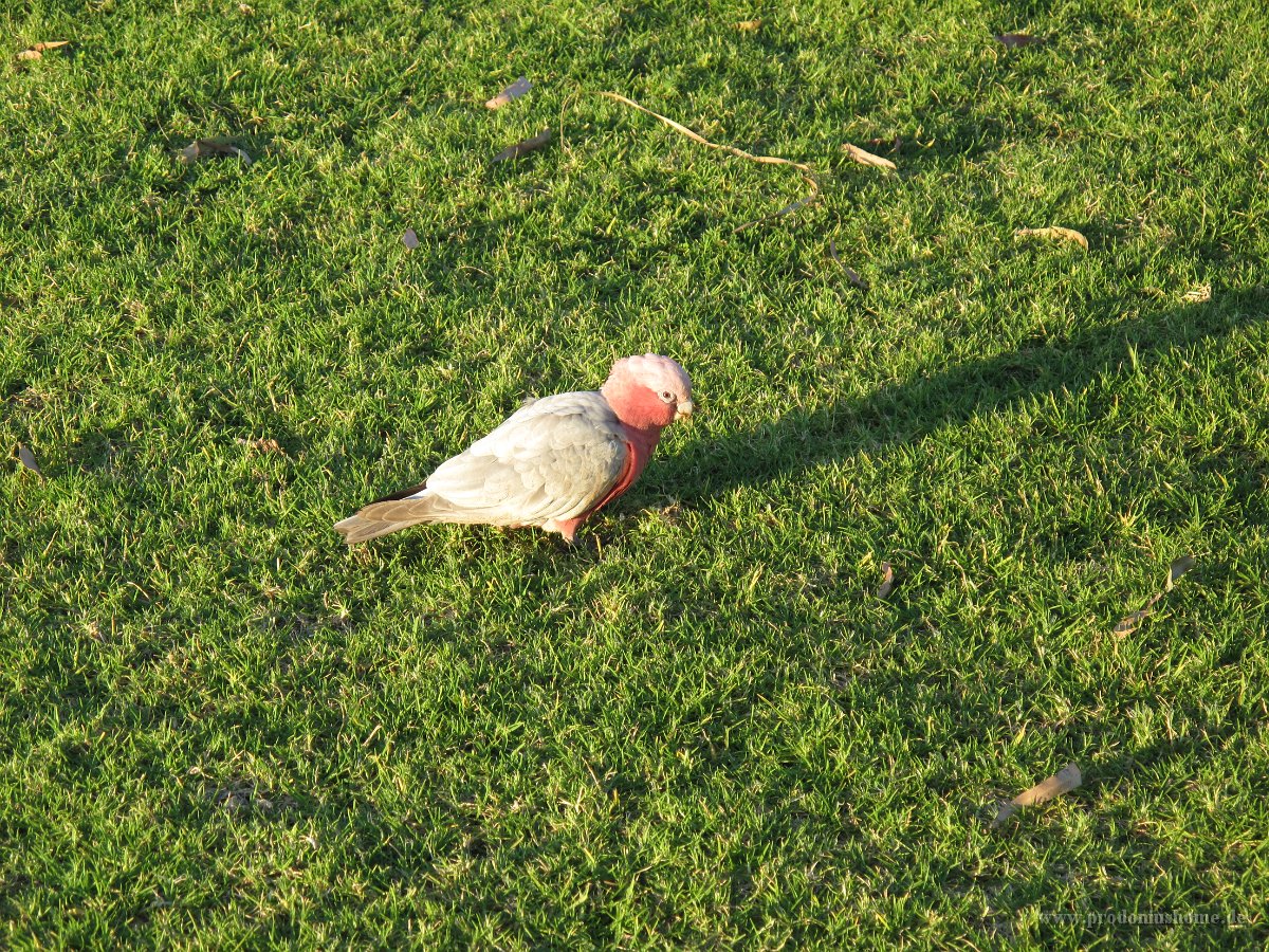 IMG 9010 - Kalbarri - Galah