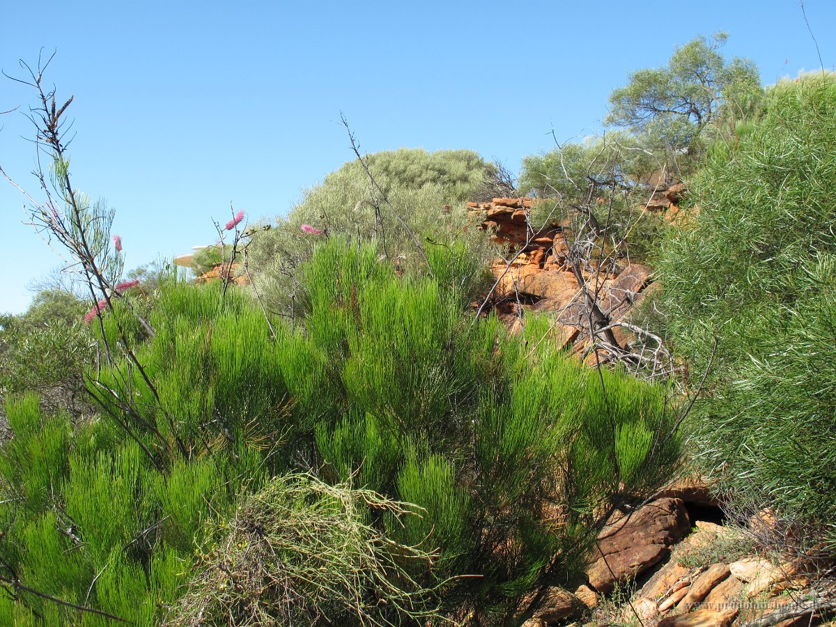 IMG 9013 - Kalbarri Nationapark