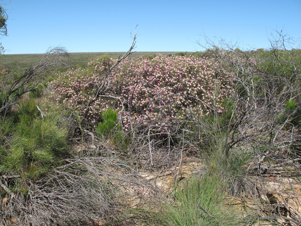 IMG 9045 - Kalbarri Nationapark