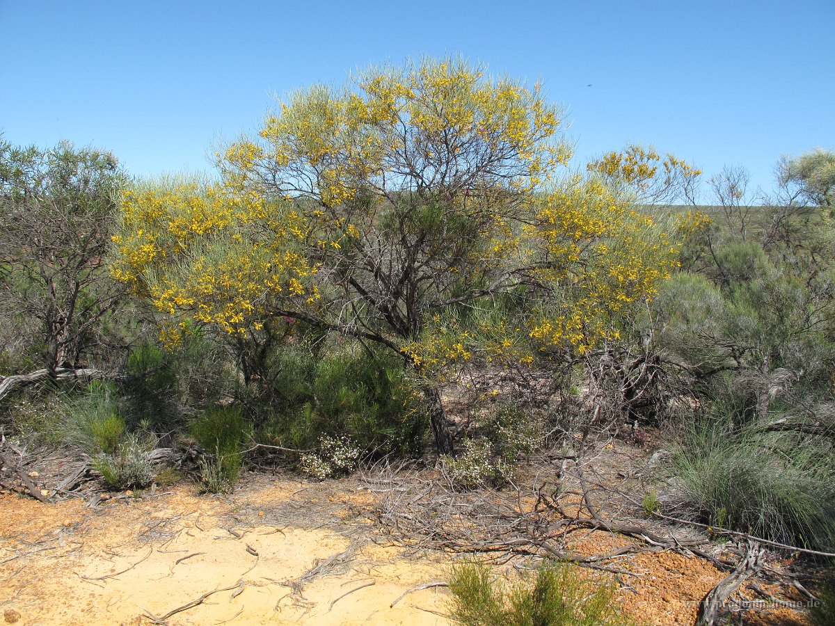 IMG 9072 - Kalbarri Nationapark