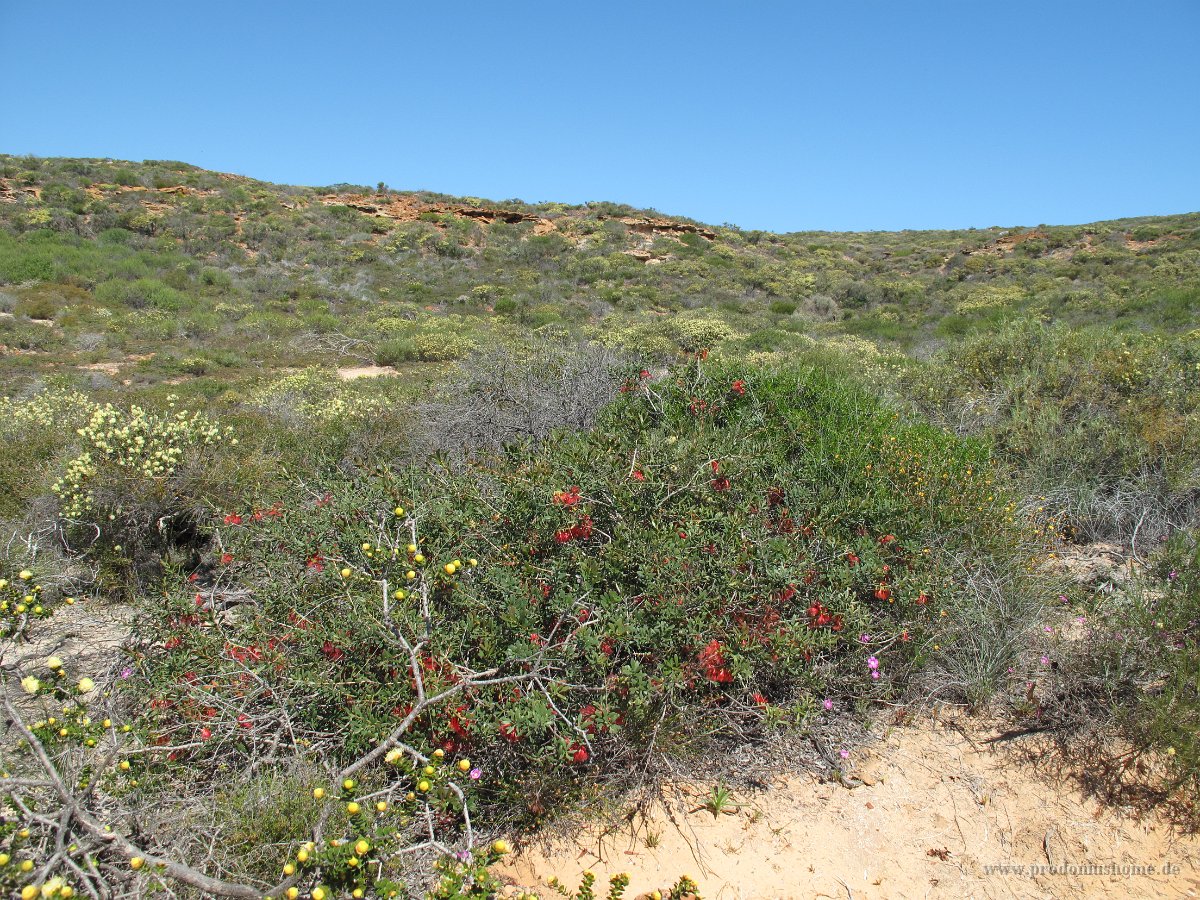 IMG 9110 - bei Kalbarri