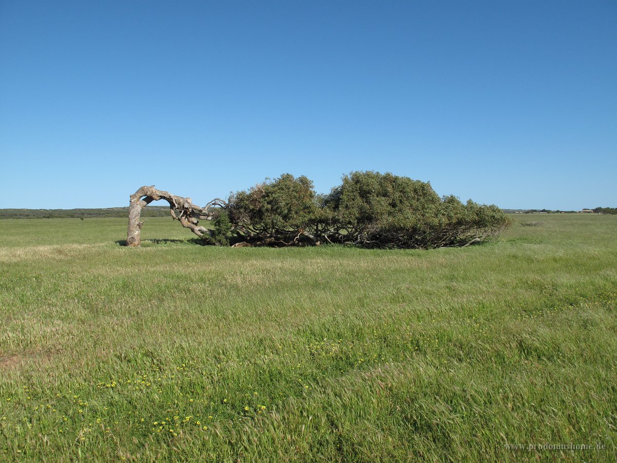 IMG 9138 - bei Greenough