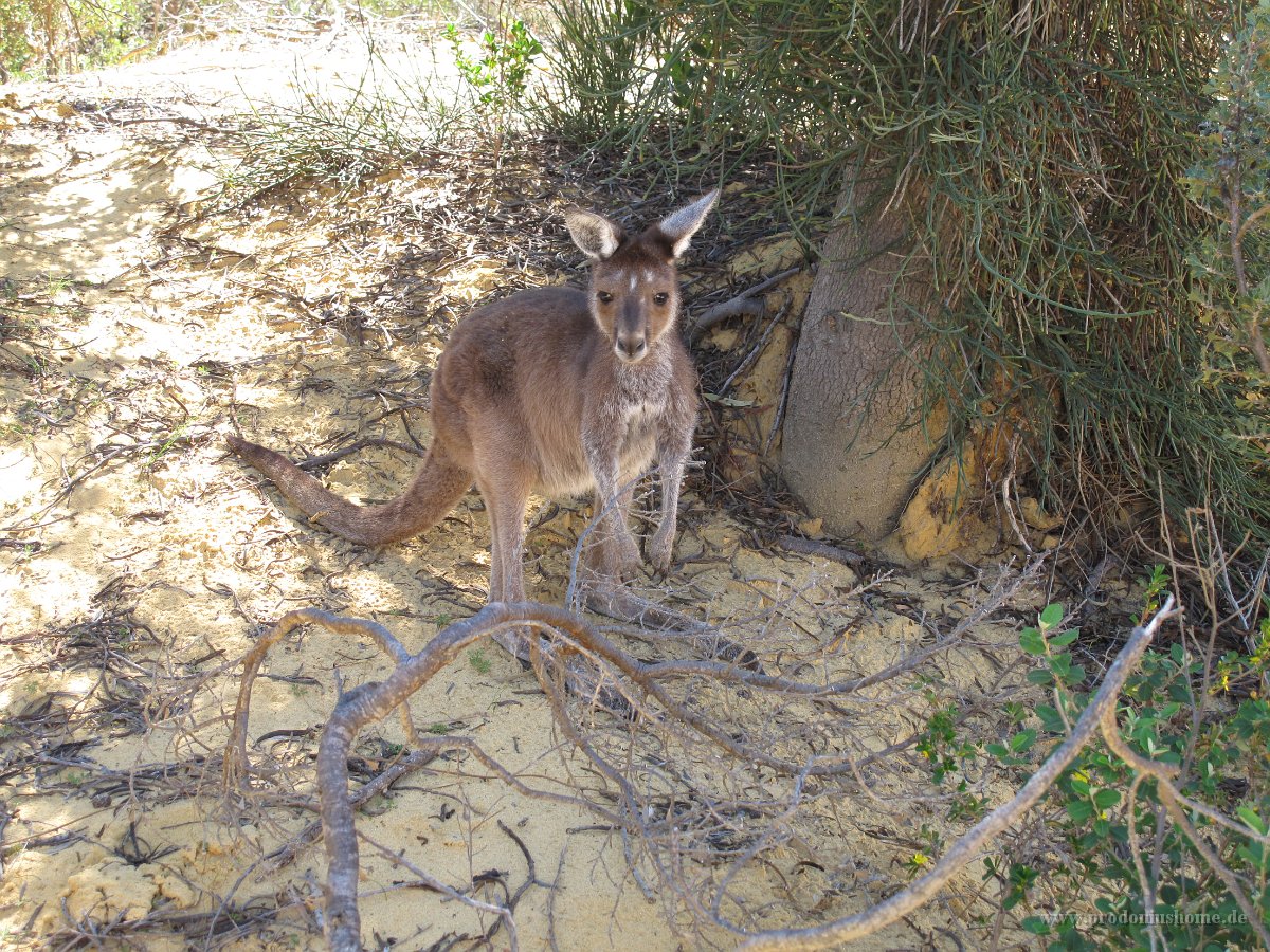 IMG 9173 - Pinnacles - Kangoroo