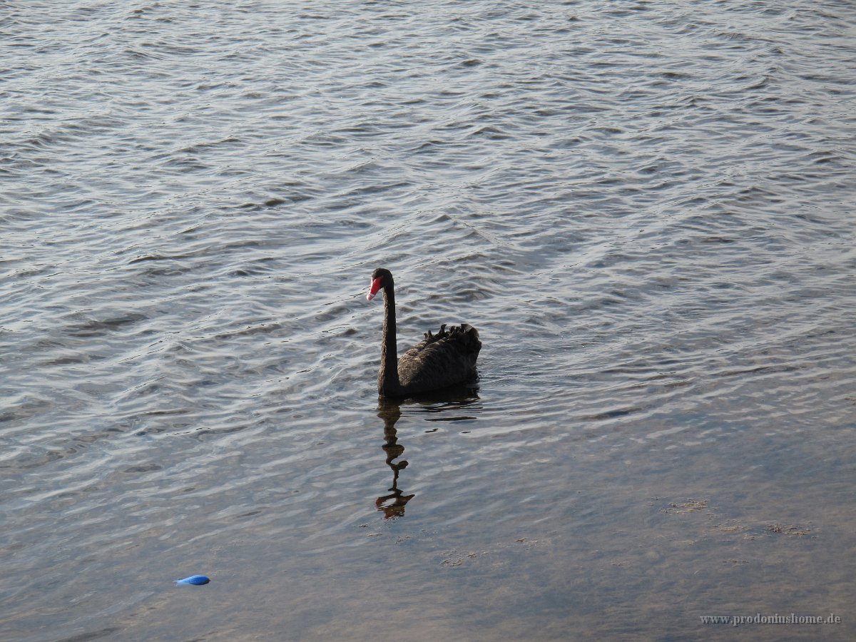 IMG 9326 - Perth - Black Swan