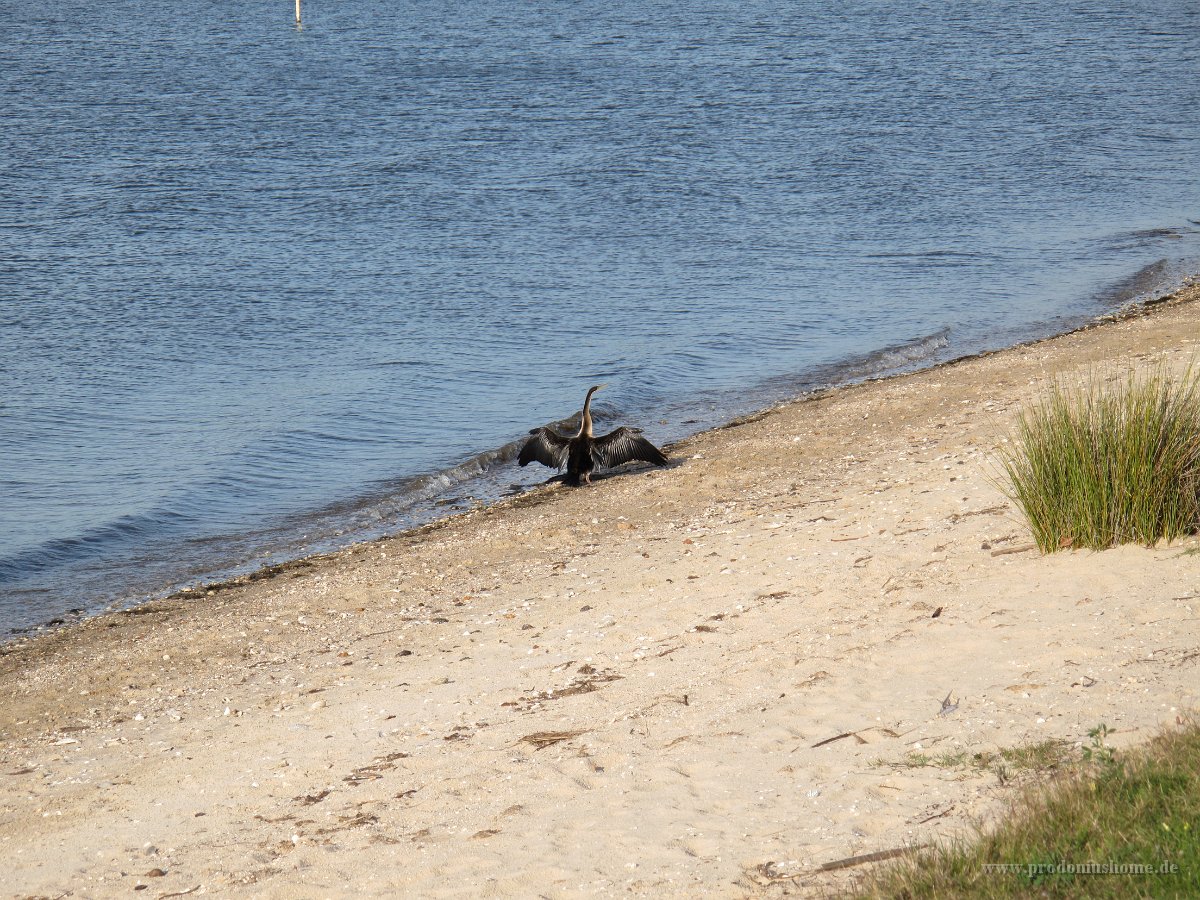 IMG 9331 - Perth - Darter