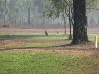 IMG 7464 - Wildman Wilderness Lodge - Wallaby