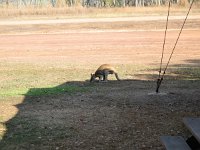 IMG 7497 - Wildman Wilderness Lodge - Wallaby