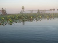 IMG 7637  - Cooinda Yellow Water