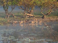 IMG_7673  - Cooinda Yellow Water - Salzwasserkrokodil.JPG