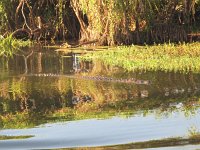 IMG_7690 - Cooinda Yellow Water - Salzwasserkrokodil.JPG