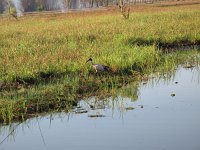 IMG 7711 - Cooinda Yellow Water - Ibis